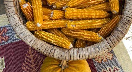 Ata Tohumu İçin Uluslararası İşbirliği