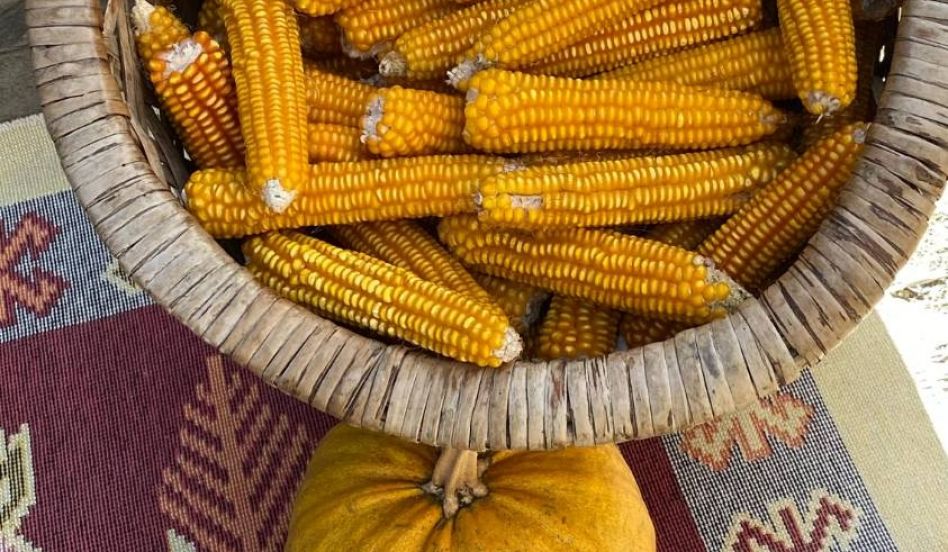 Ata Tohumu İçin Uluslararası İşbirliği